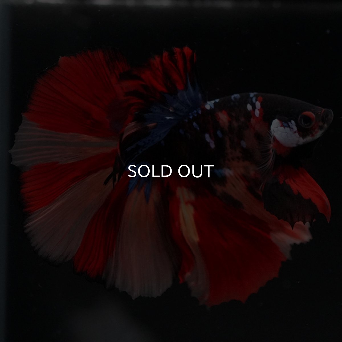 画像3: HM　ブラックキャンディ (3)