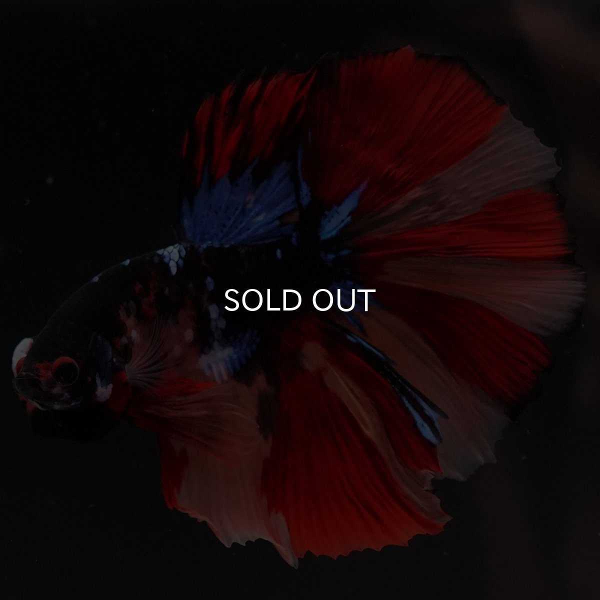 画像4: HM　ブラックキャンディ (4)