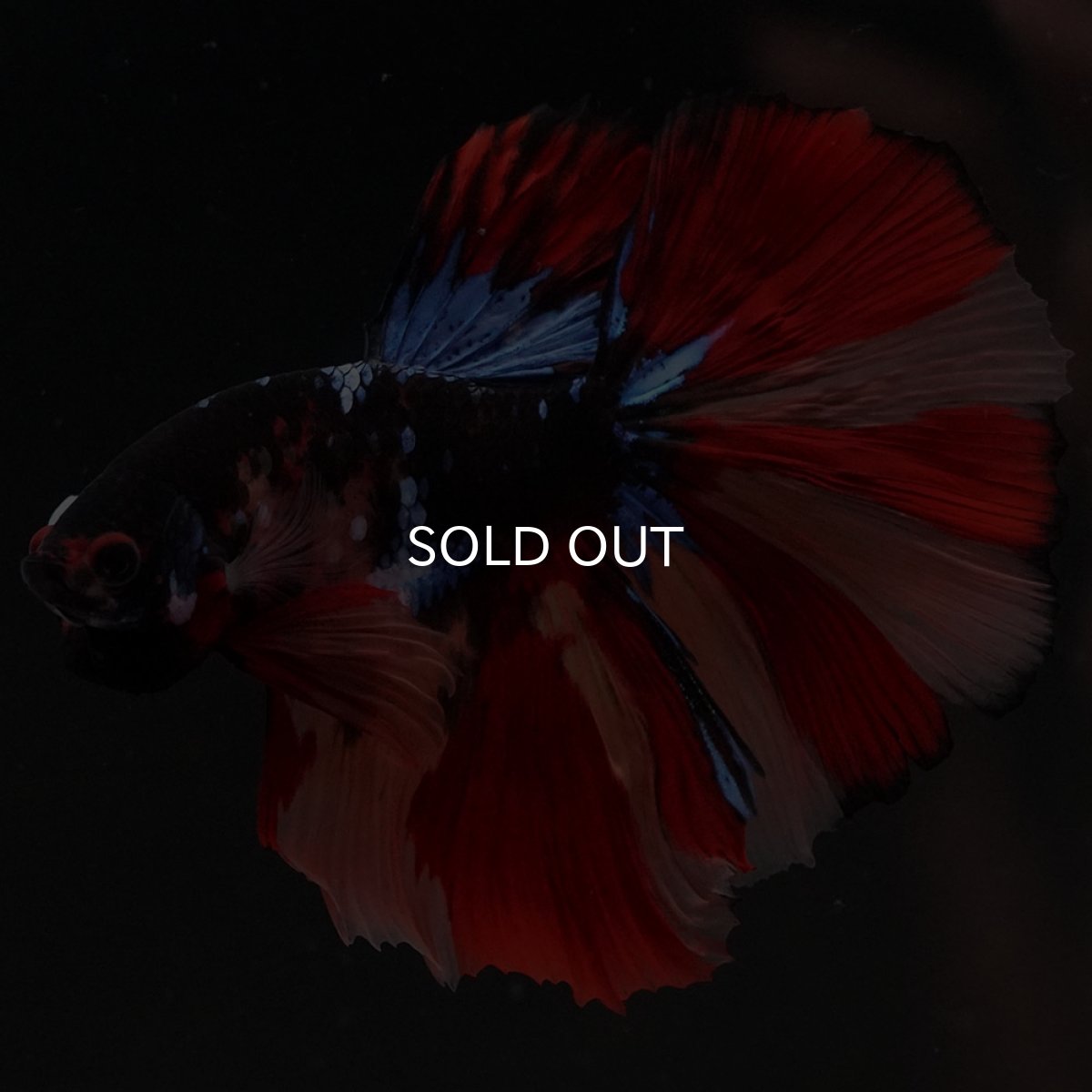 画像2: HM　ブラックキャンディ (2)