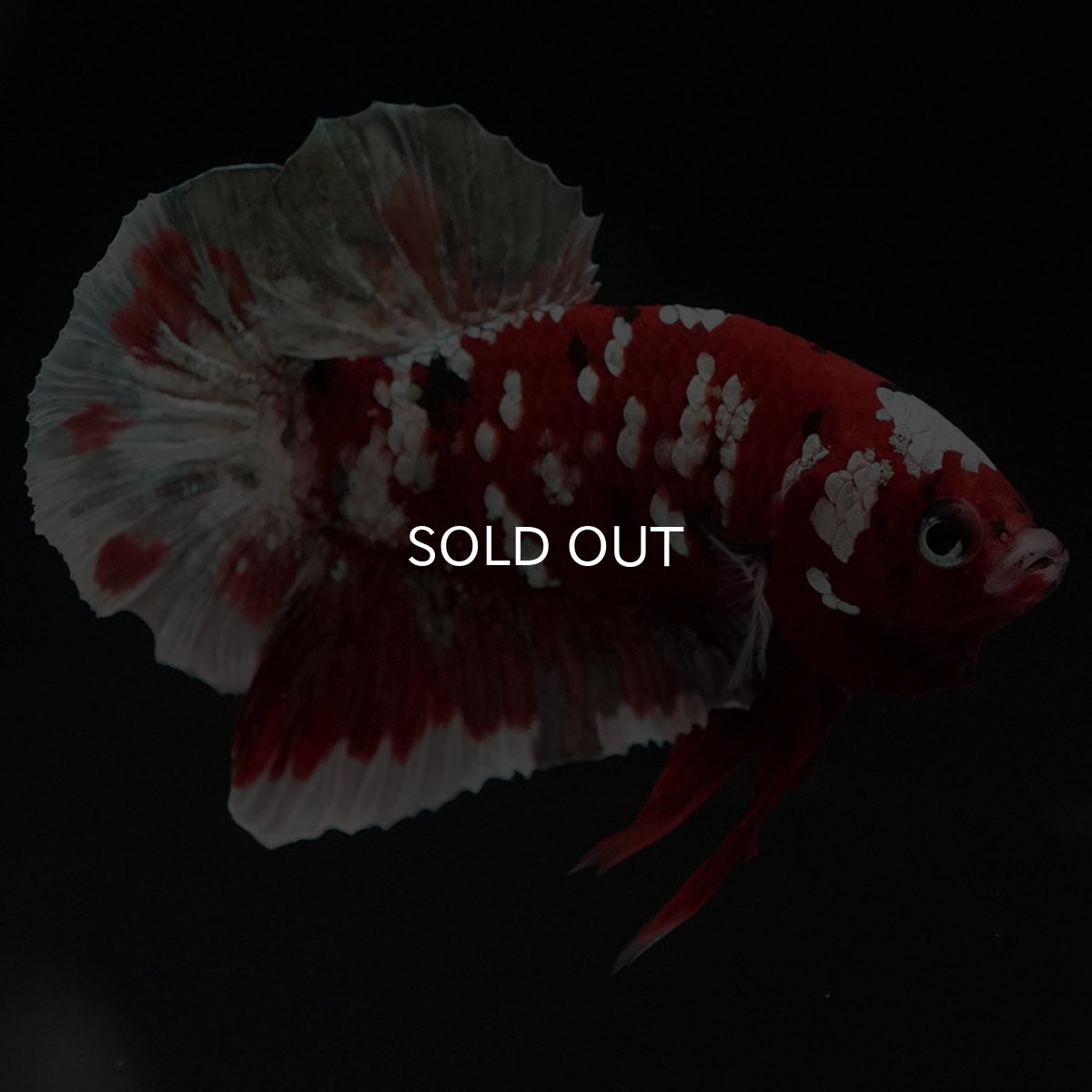 画像2: HMPK　レッドギャラクシー (2)