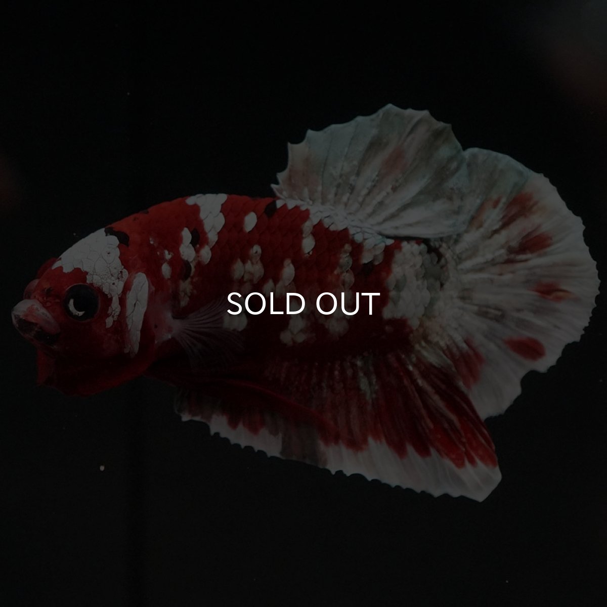 画像7: HMPK　レッドギャラクシー (7)