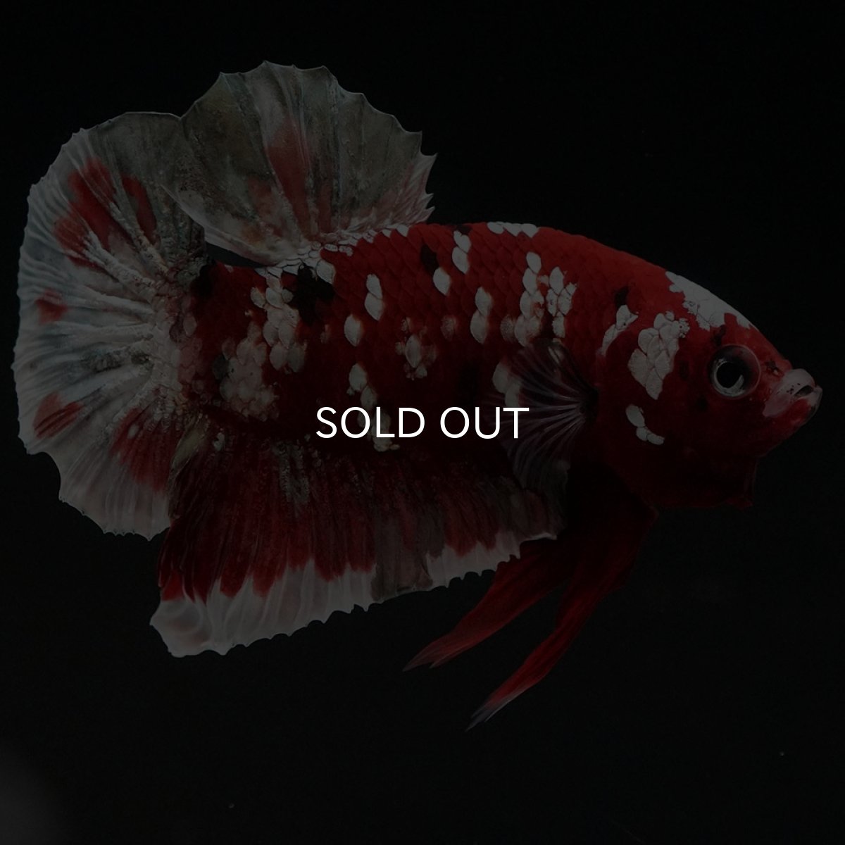 画像4: HMPK　レッドギャラクシー (4)