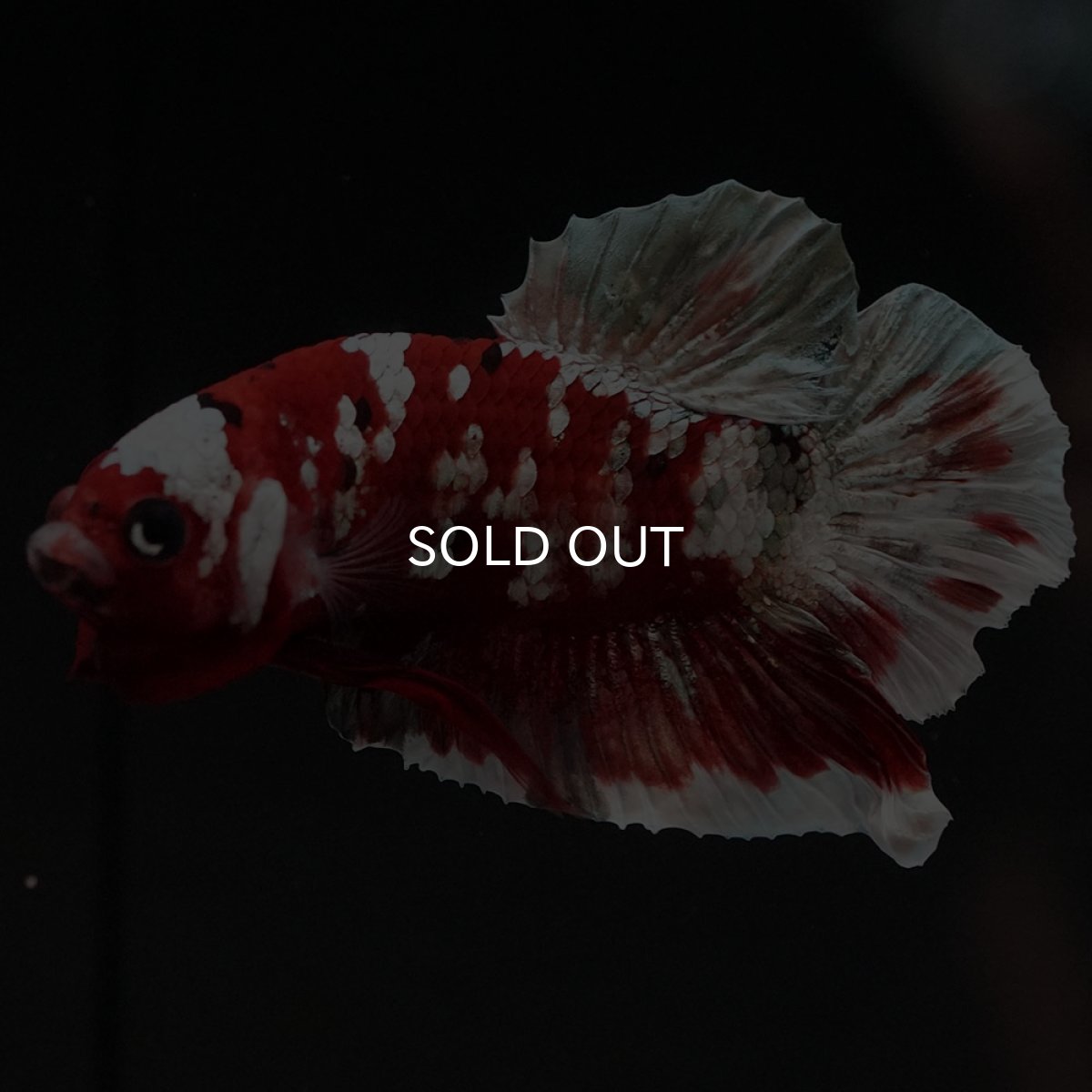 画像6: HMPK　レッドギャラクシー (6)