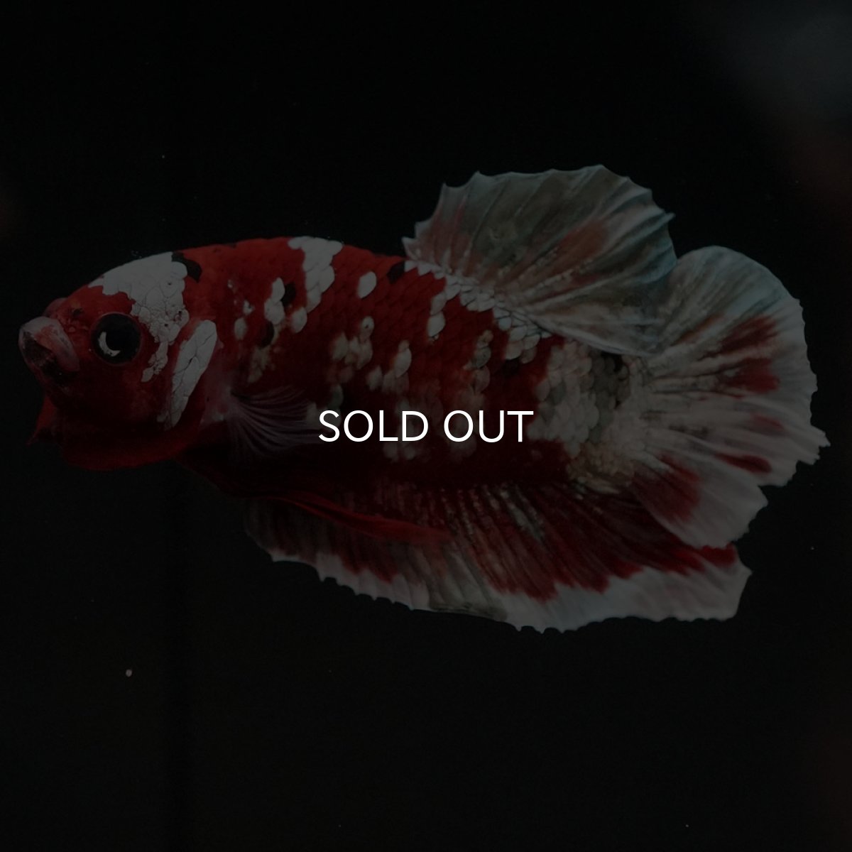 画像5: HMPK　レッドギャラクシー (5)