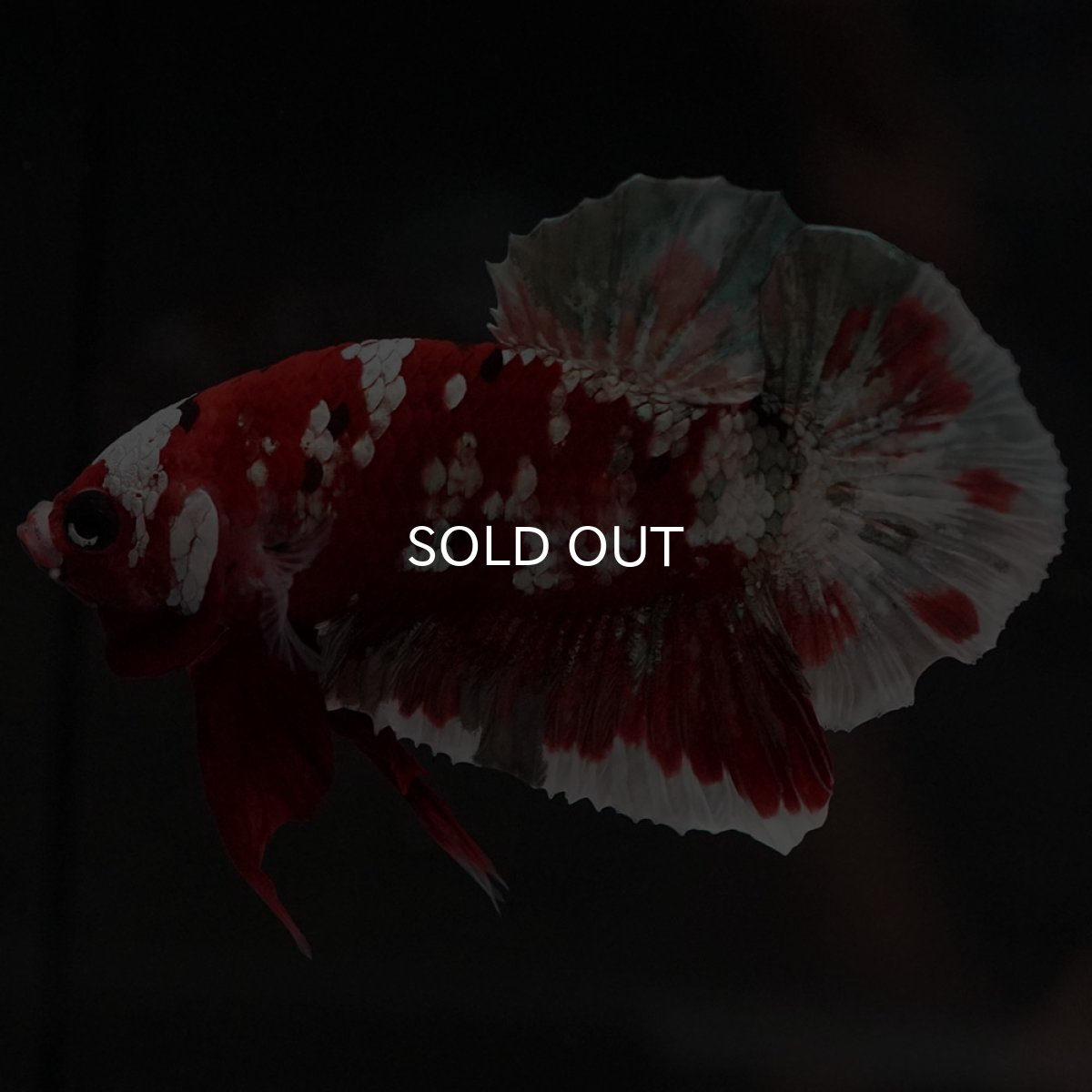 画像3: HMPK　レッドギャラクシー (3)