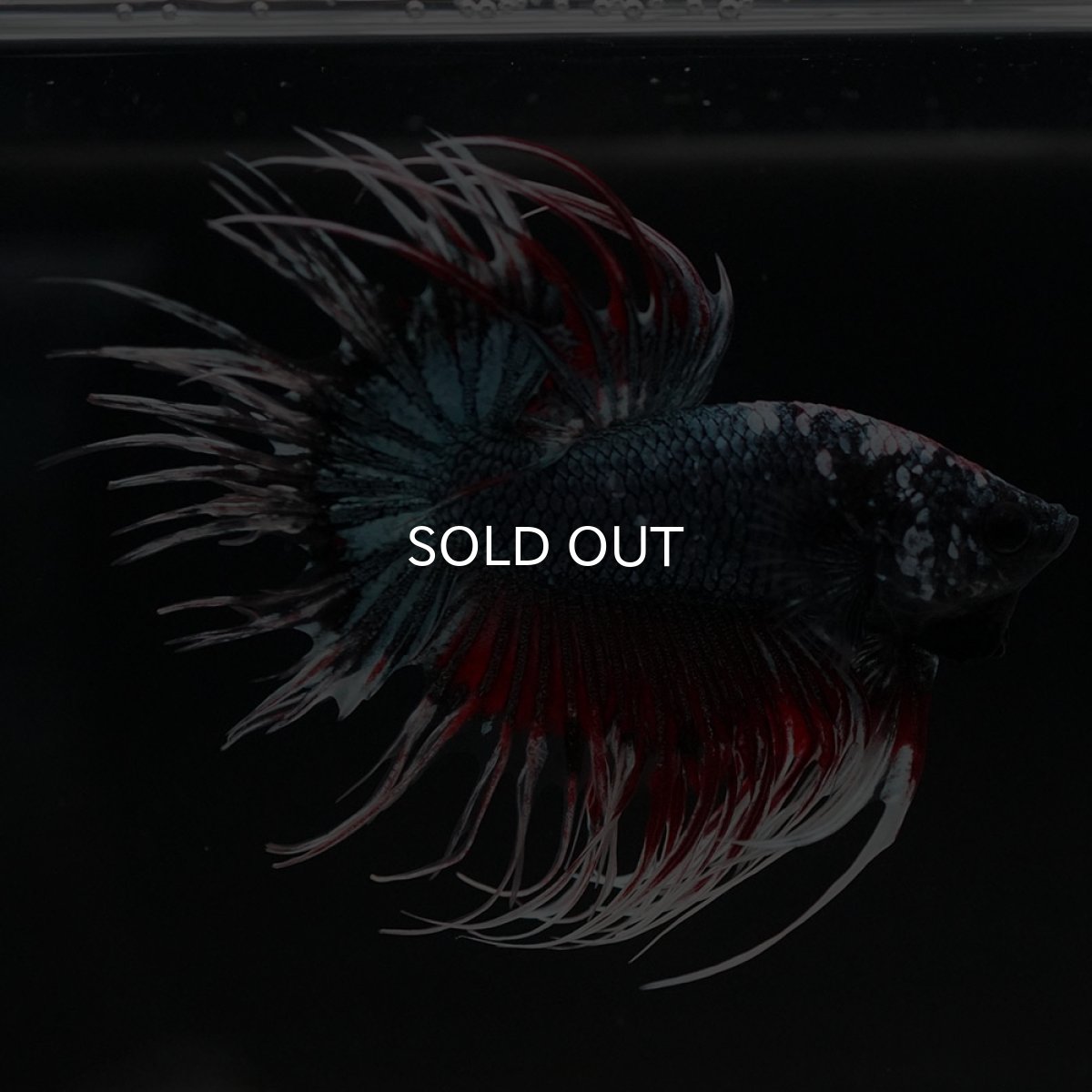 画像8: CT　ファンシーカッパー (8)