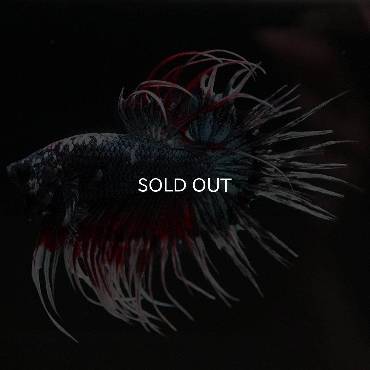 画像7: CT　ファンシーカッパー (7)