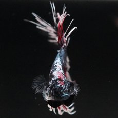 画像6: CT　ファンシーカッパー (6)