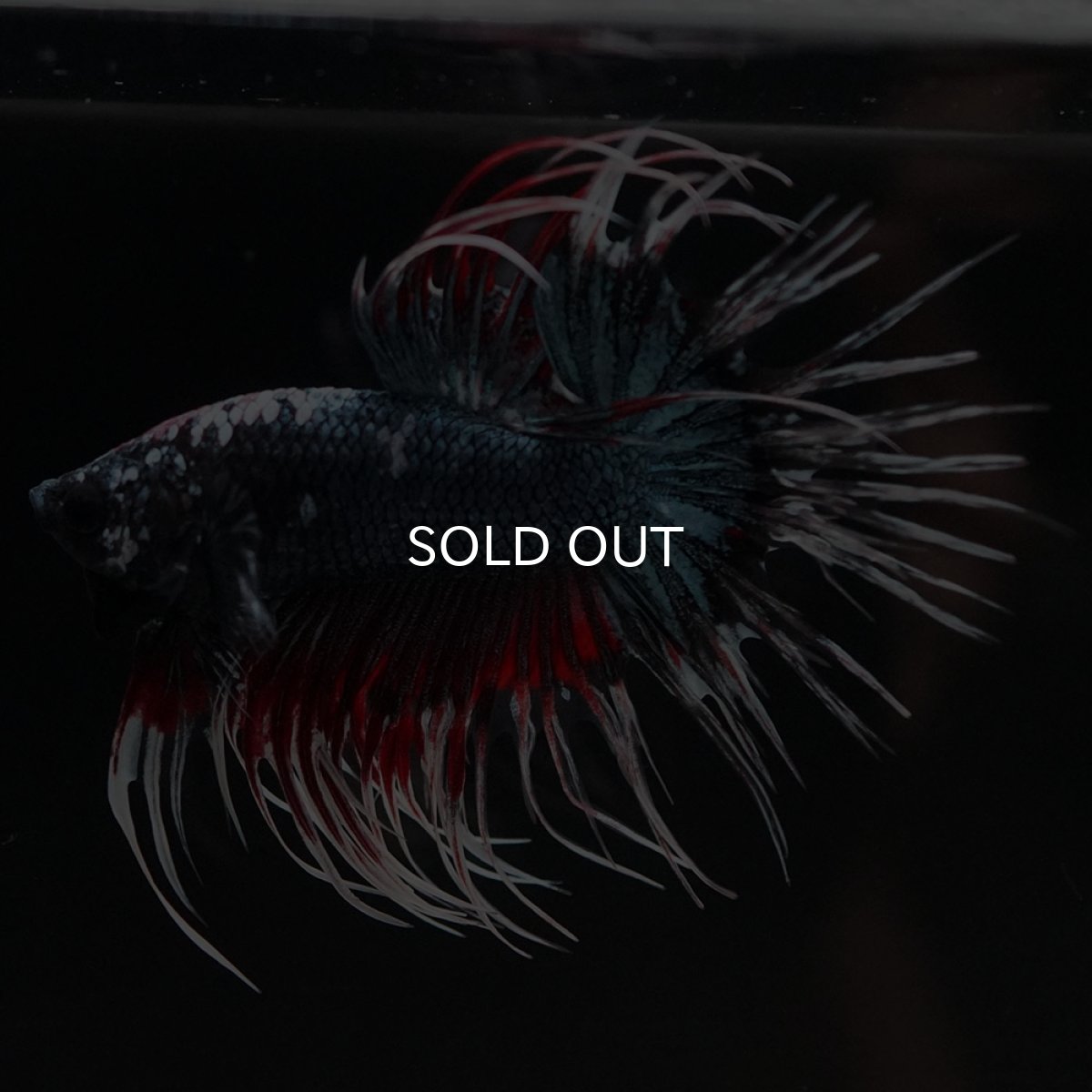 画像2: CT　ファンシーカッパー (2)