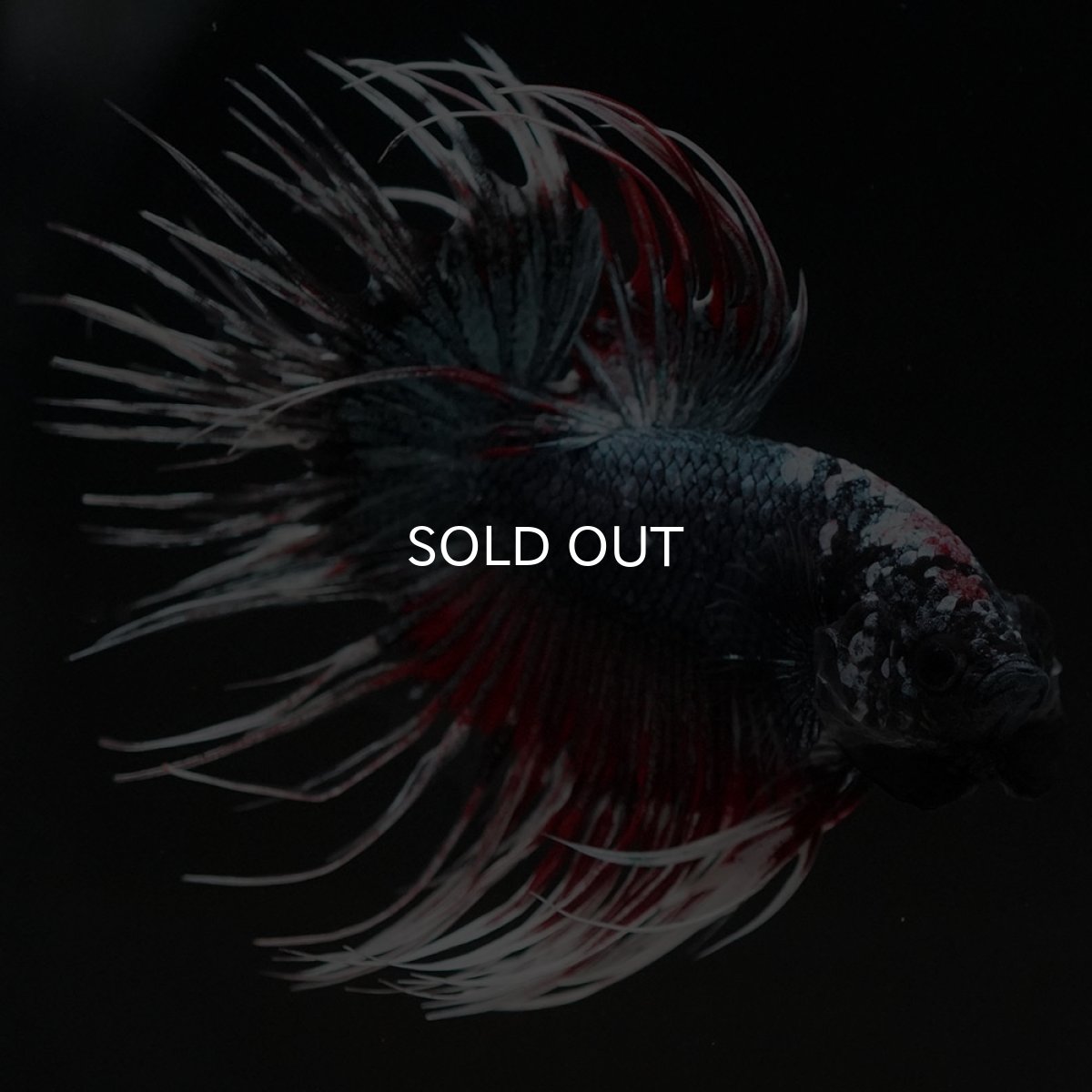 画像3: CT　ファンシーカッパー (3)