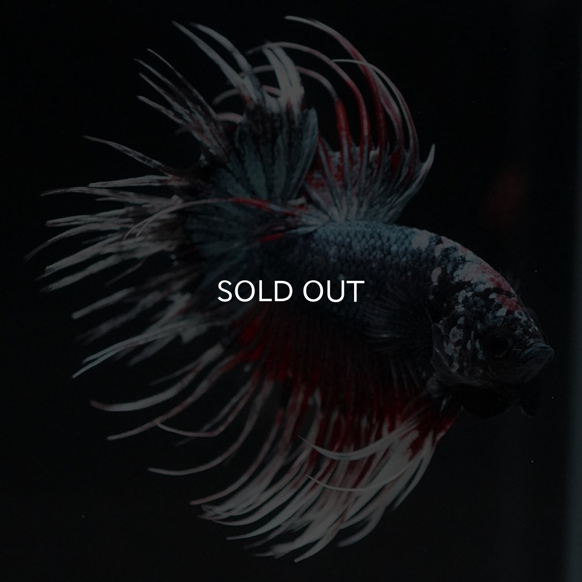 画像5: CT　ファンシーカッパー (5)