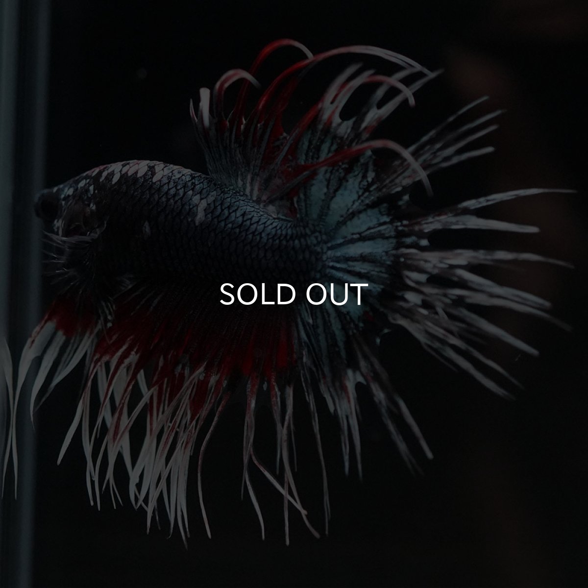 画像4: CT　ファンシーカッパー (4)