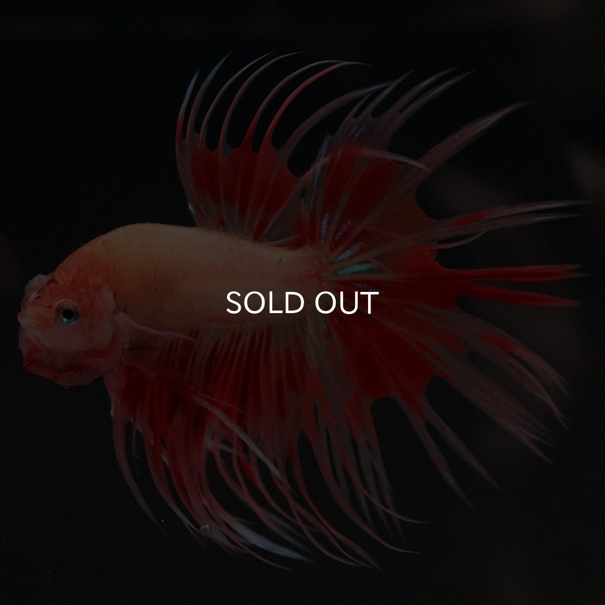 画像9: CT アルマゲドン (9)