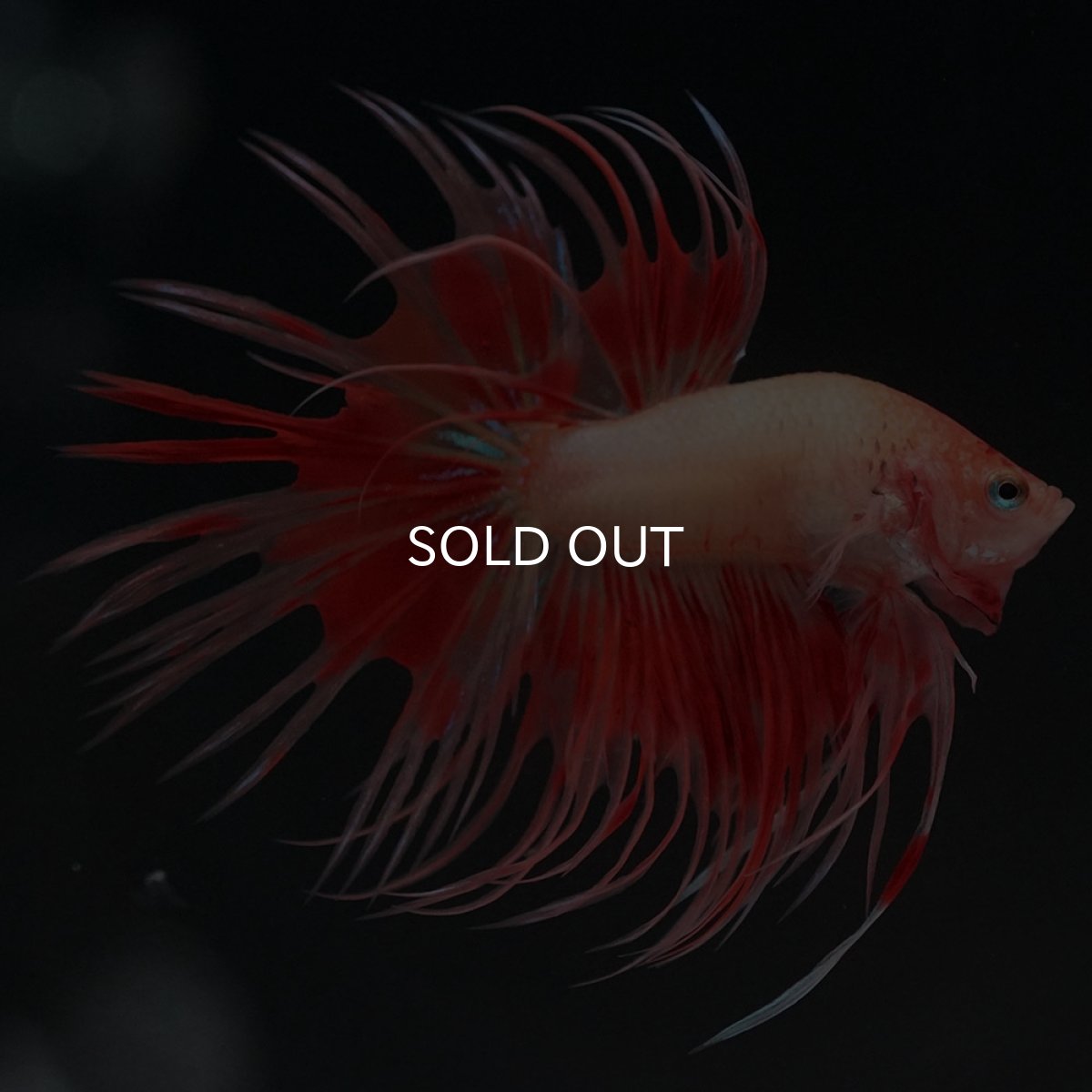 画像7: CT アルマゲドン (7)