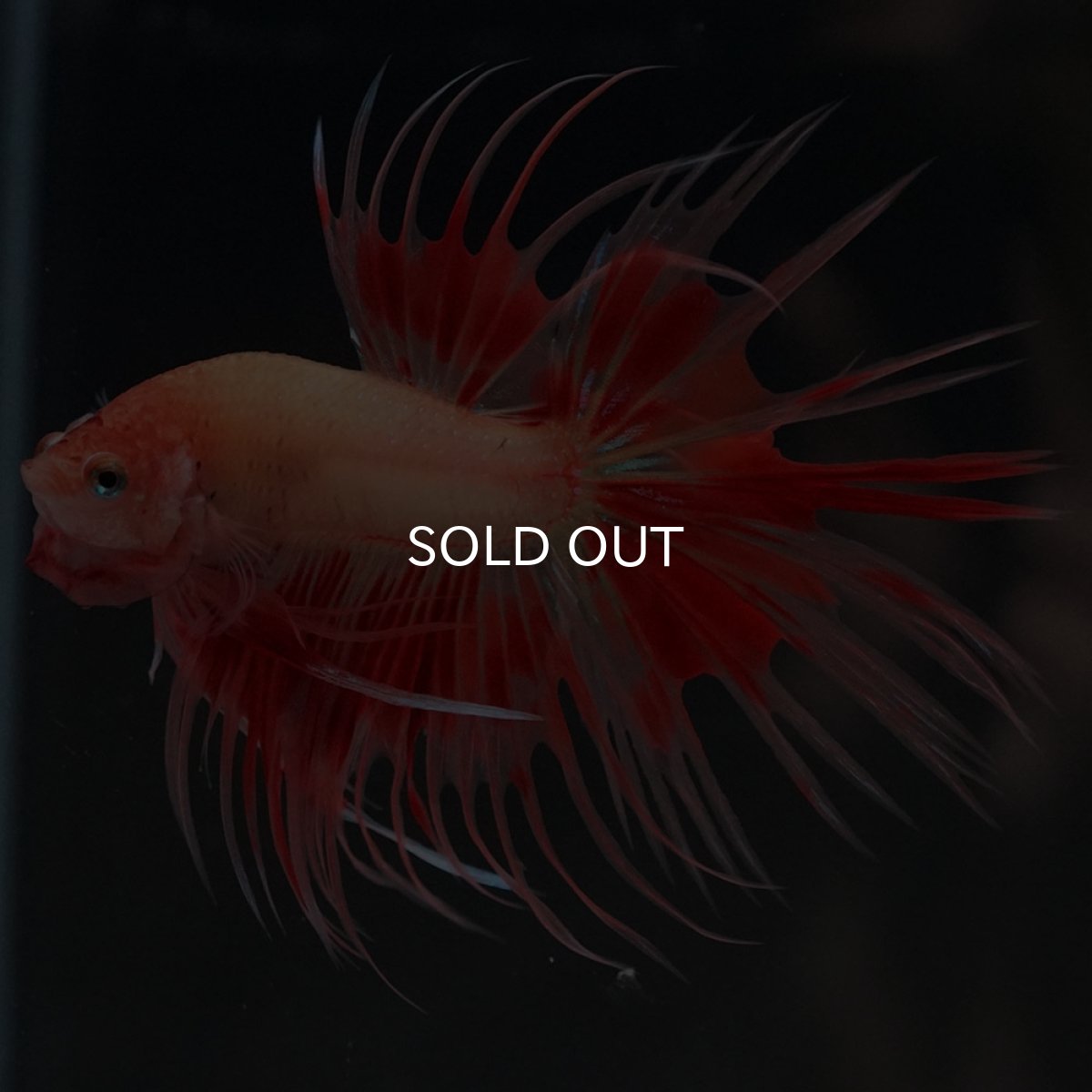 画像8: CT アルマゲドン (8)