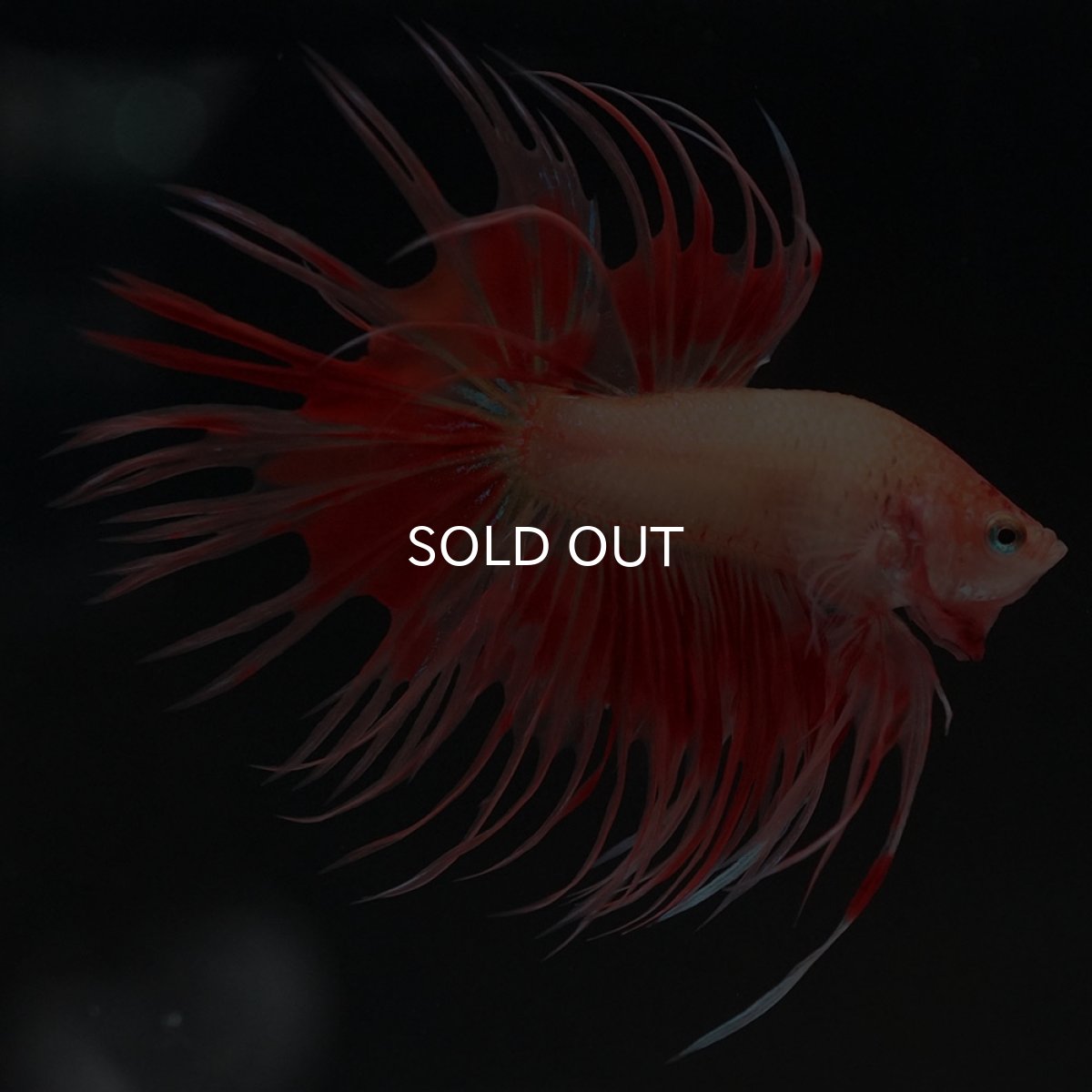 画像5: CT アルマゲドン (5)