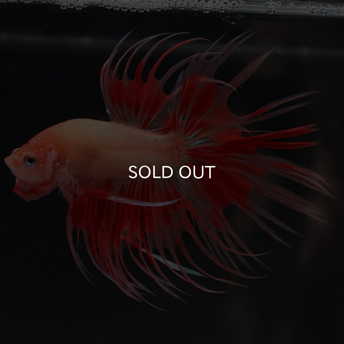 画像6: CT アルマゲドン (6)