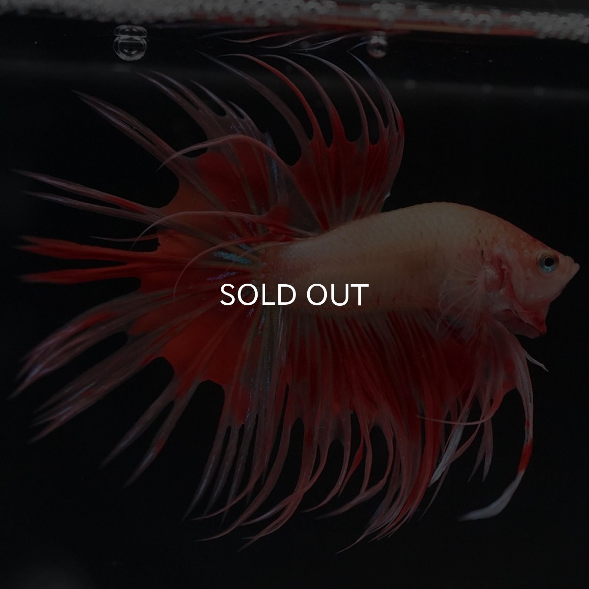 画像3: CT アルマゲドン (3)