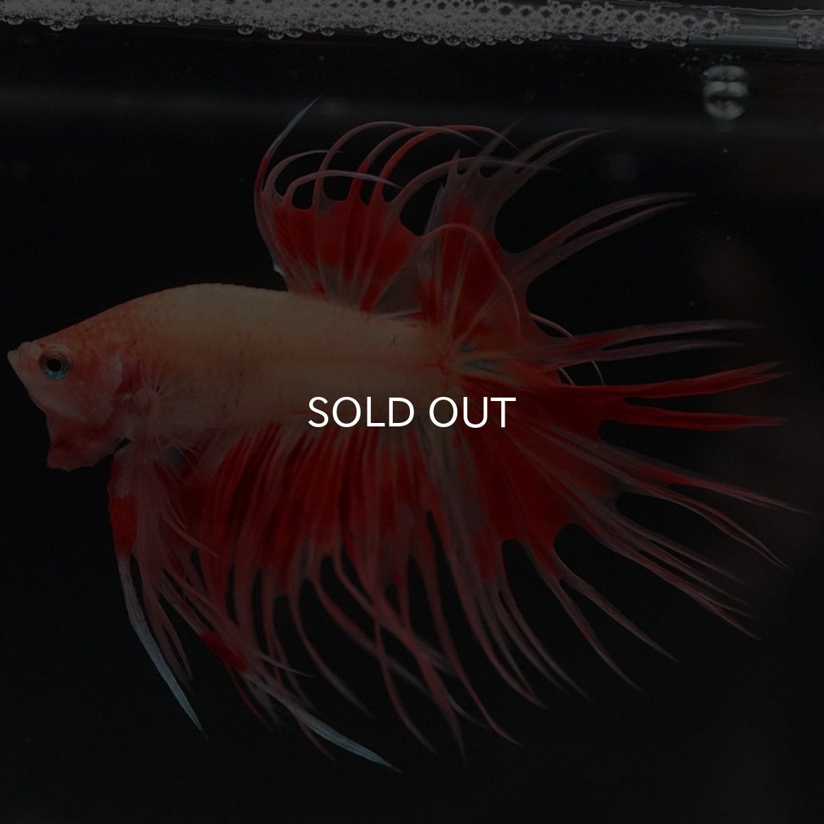 画像2: CT アルマゲドン (2)