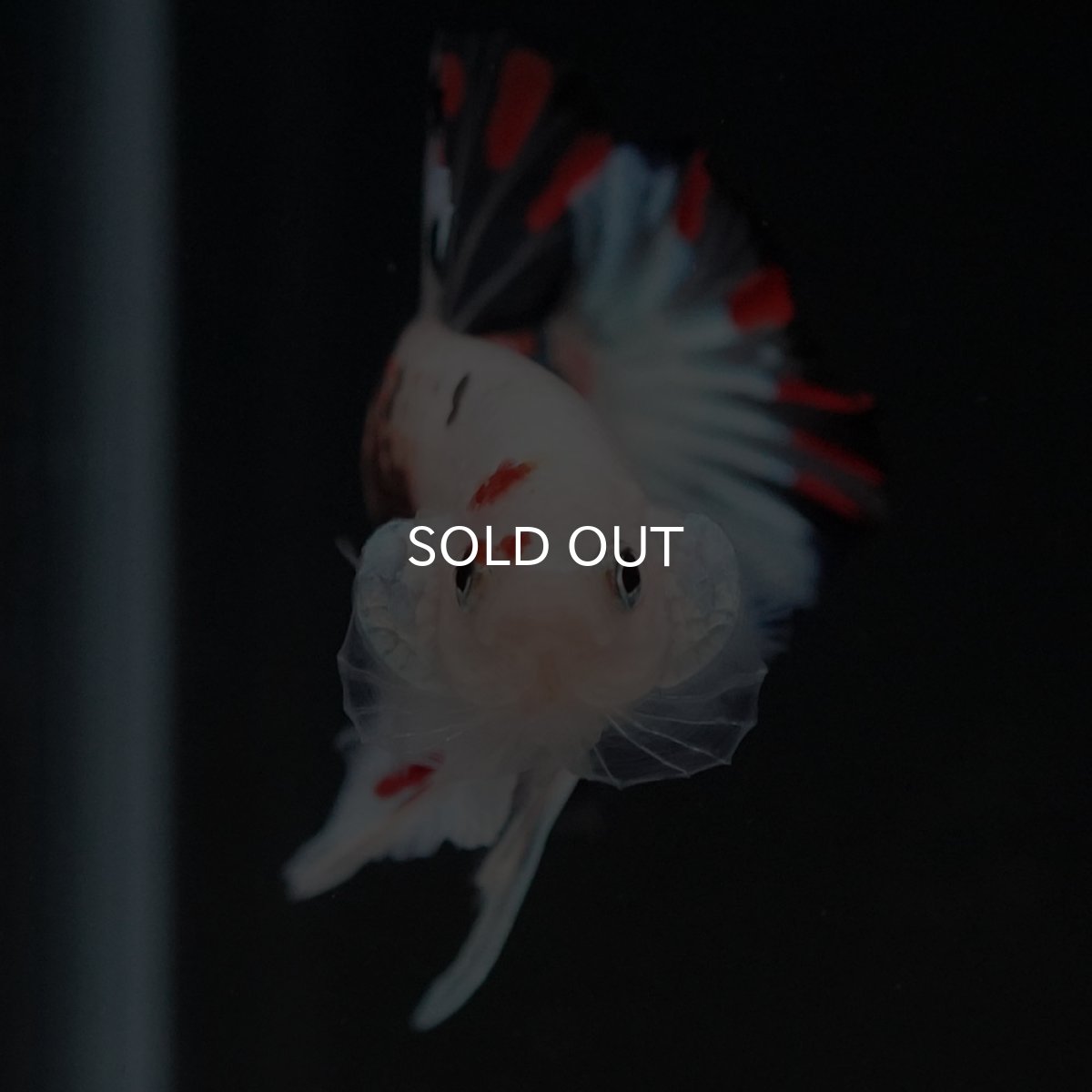 画像9: HMPK　ファンシークリア (9)