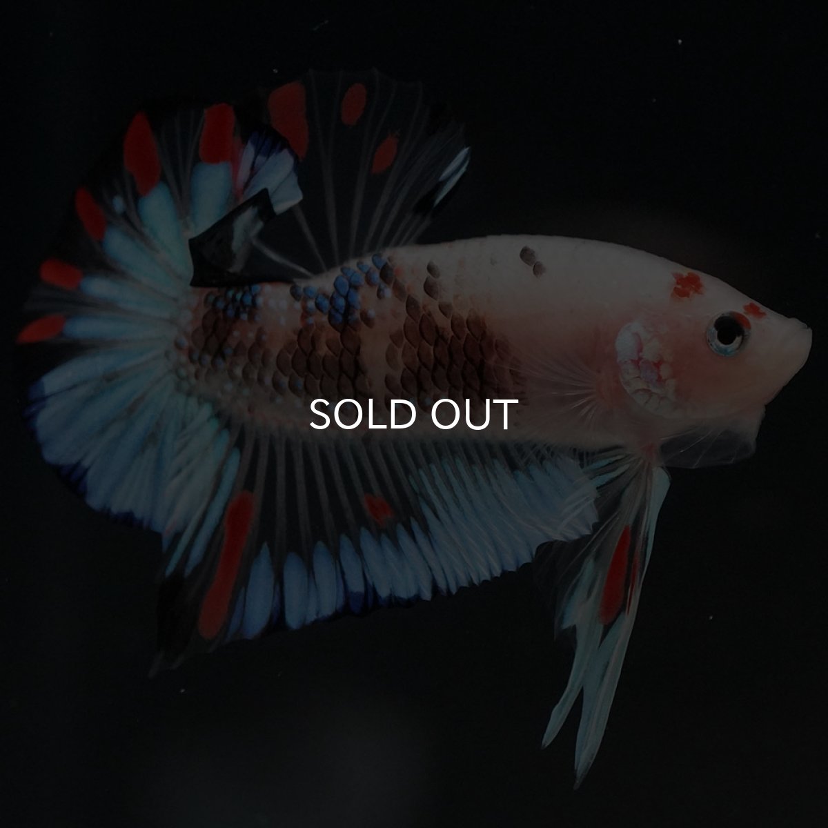 画像8: HMPK　ファンシークリア (8)