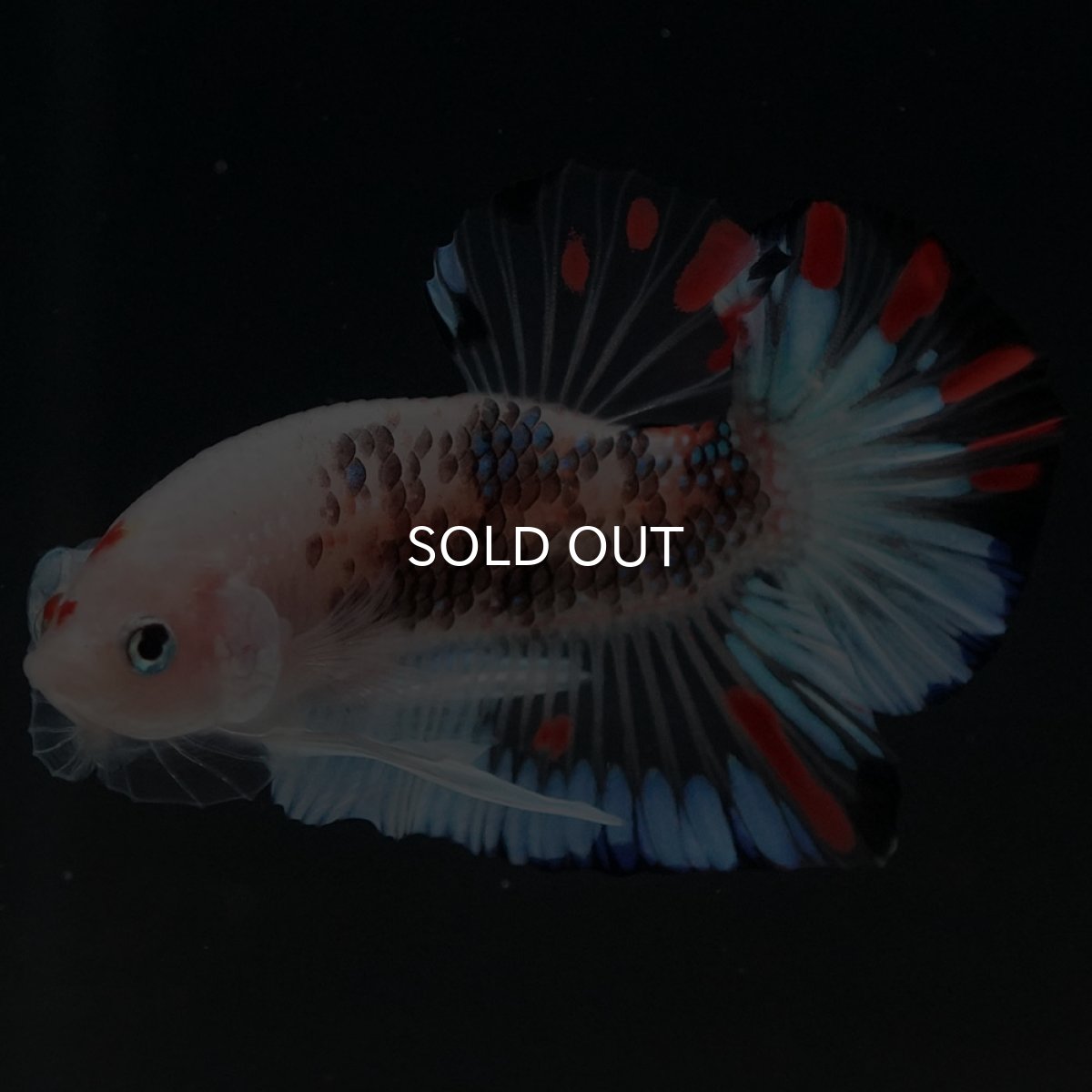 画像7: HMPK　ファンシークリア (7)