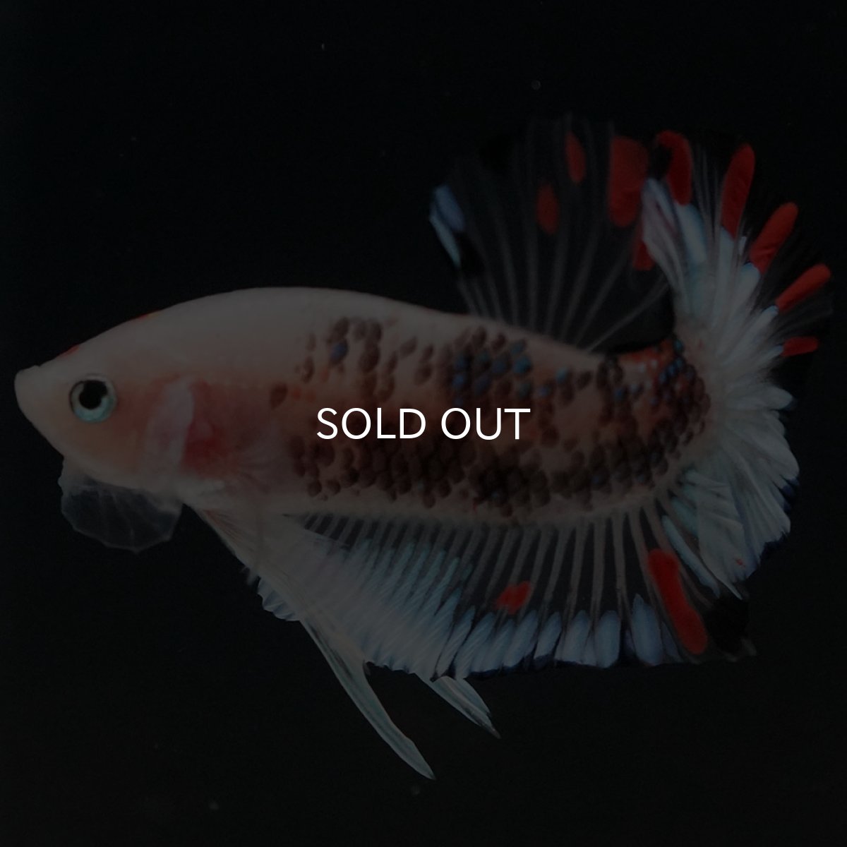 画像5: HMPK　ファンシークリア (5)