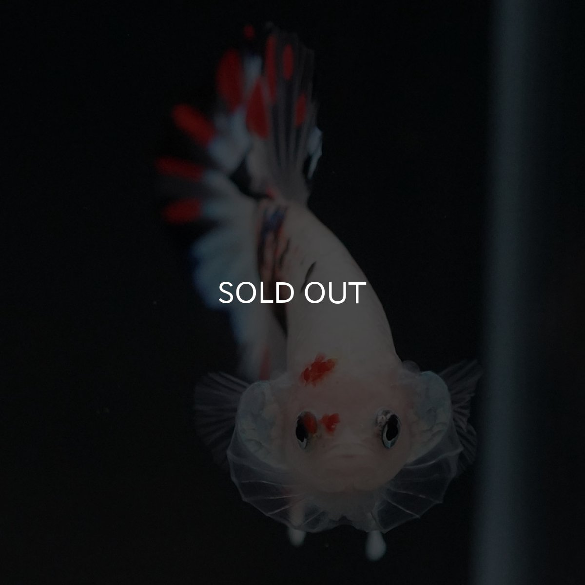 画像3: HMPK　ファンシークリア (3)