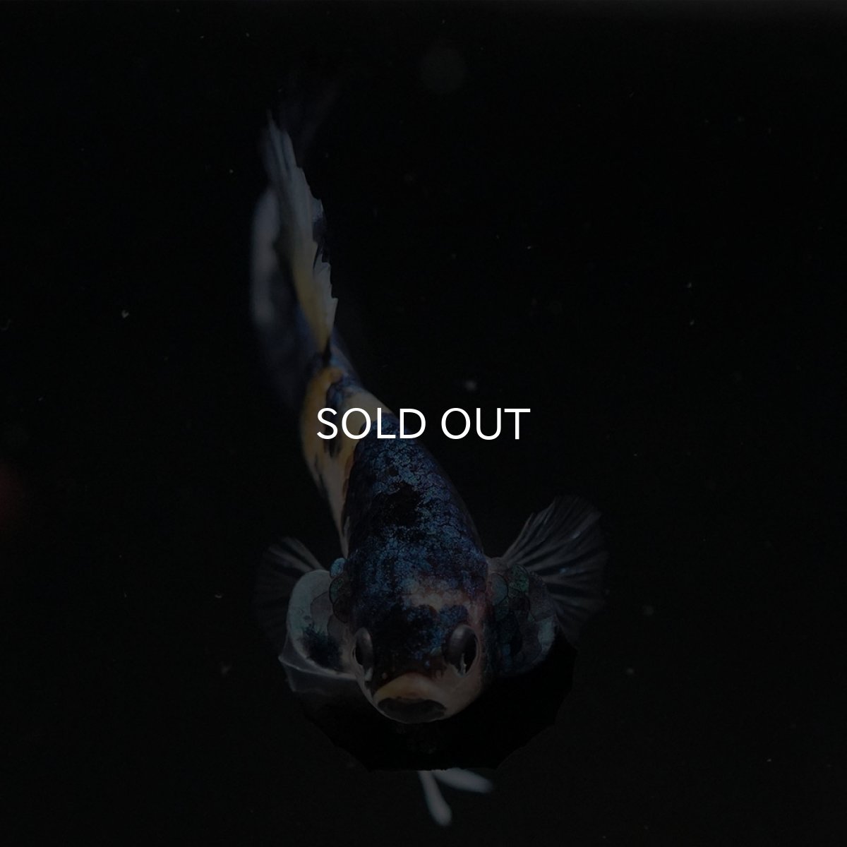 画像3: HMPK イエロータイガーギャラクシー (3)