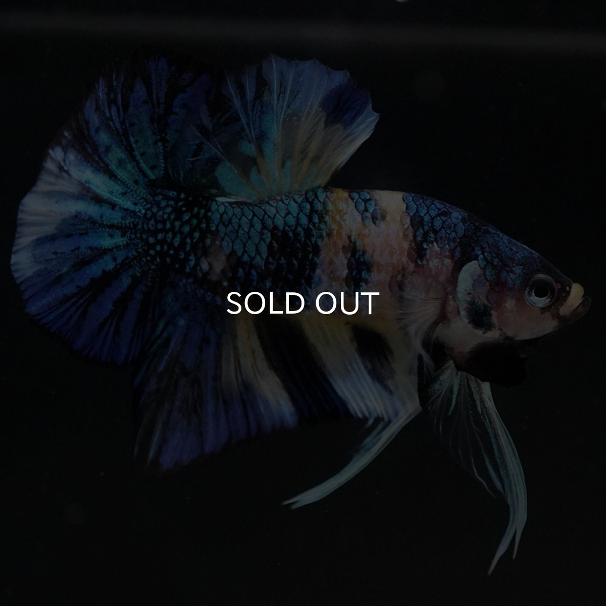 画像4: HMPK イエロータイガーギャラクシー (4)