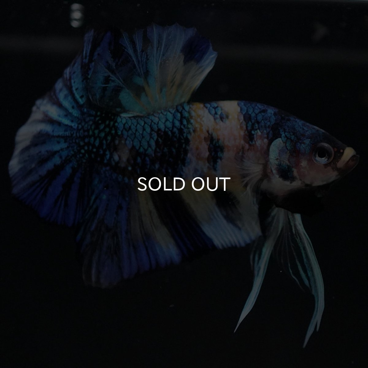 画像6: HMPK イエロータイガーギャラクシー (6)