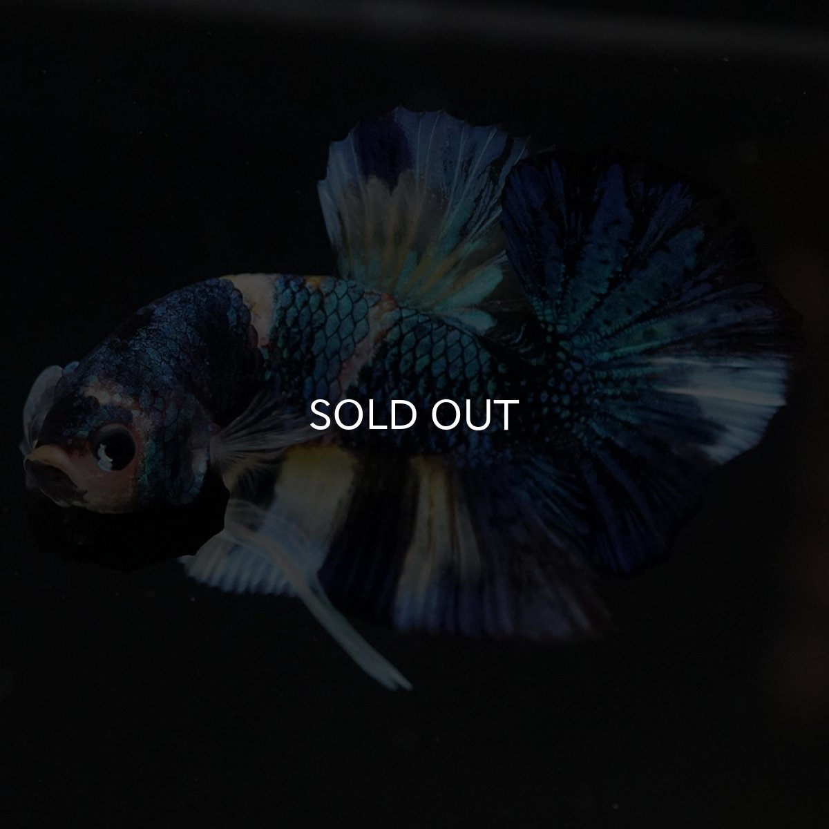 画像9: HMPK イエロータイガーギャラクシー (9)