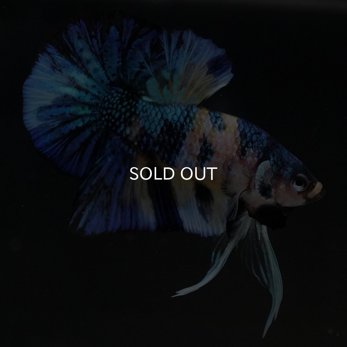 画像10: HMPK イエロータイガーギャラクシー (10)