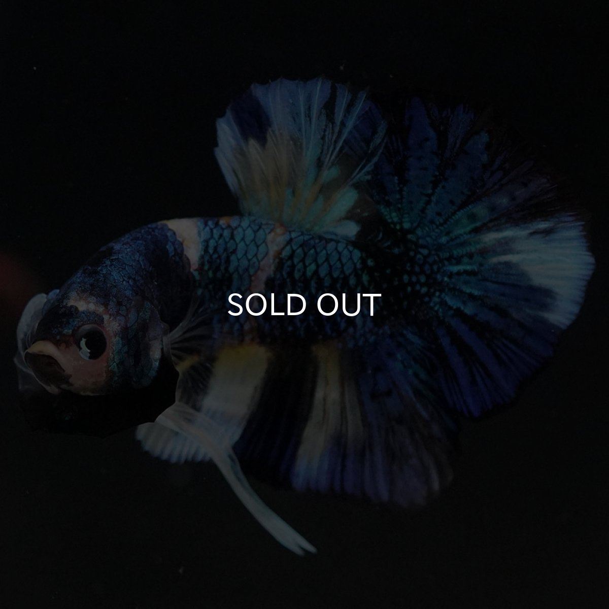 画像7: HMPK イエロータイガーギャラクシー (7)