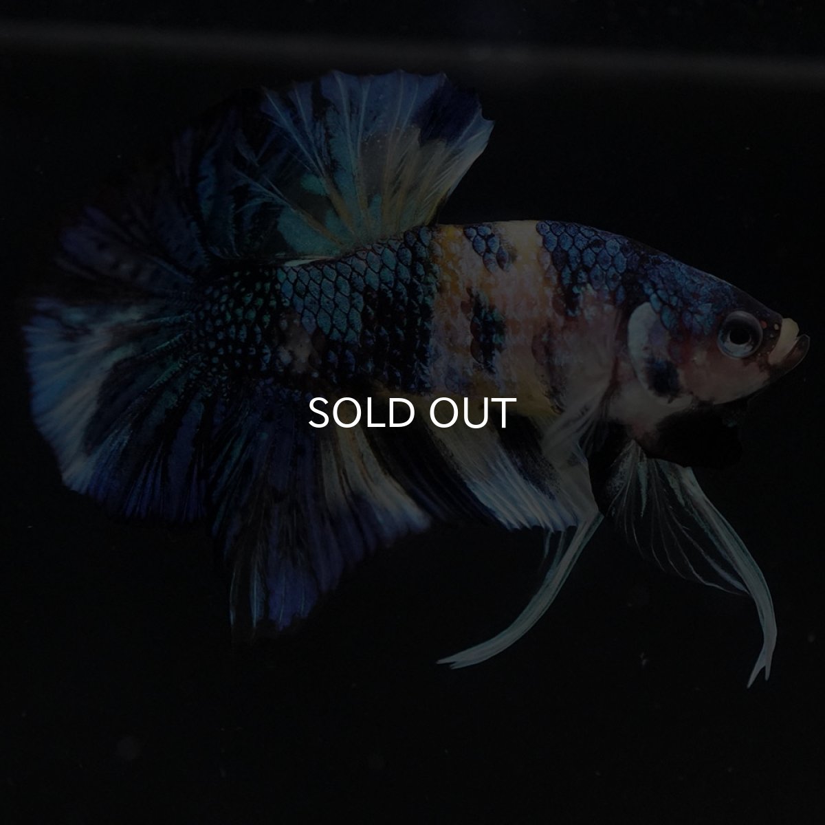 画像8: HMPK イエロータイガーギャラクシー (8)