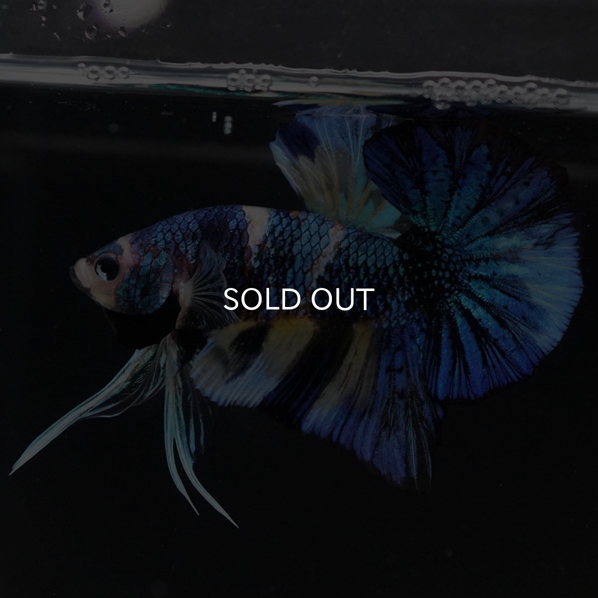 画像5: HMPK イエロータイガーギャラクシー (5)