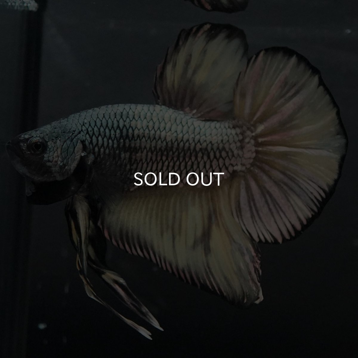 画像2: GHMPK イエローカッパー (2)