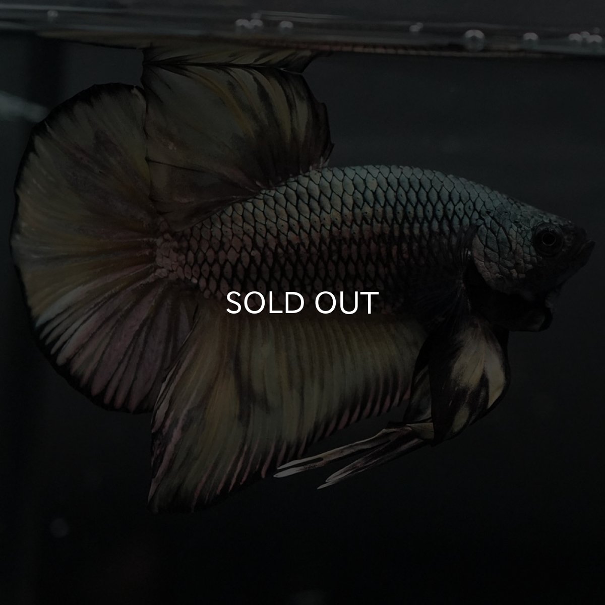 画像8: GHMPK イエローカッパー (8)