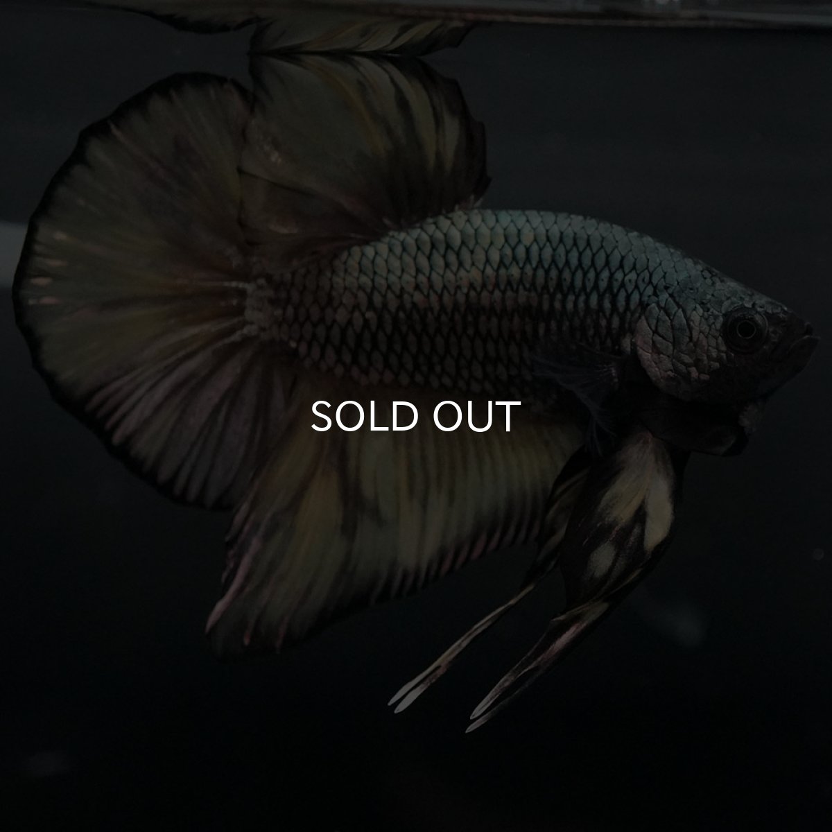 画像7: GHMPK イエローカッパー (7)