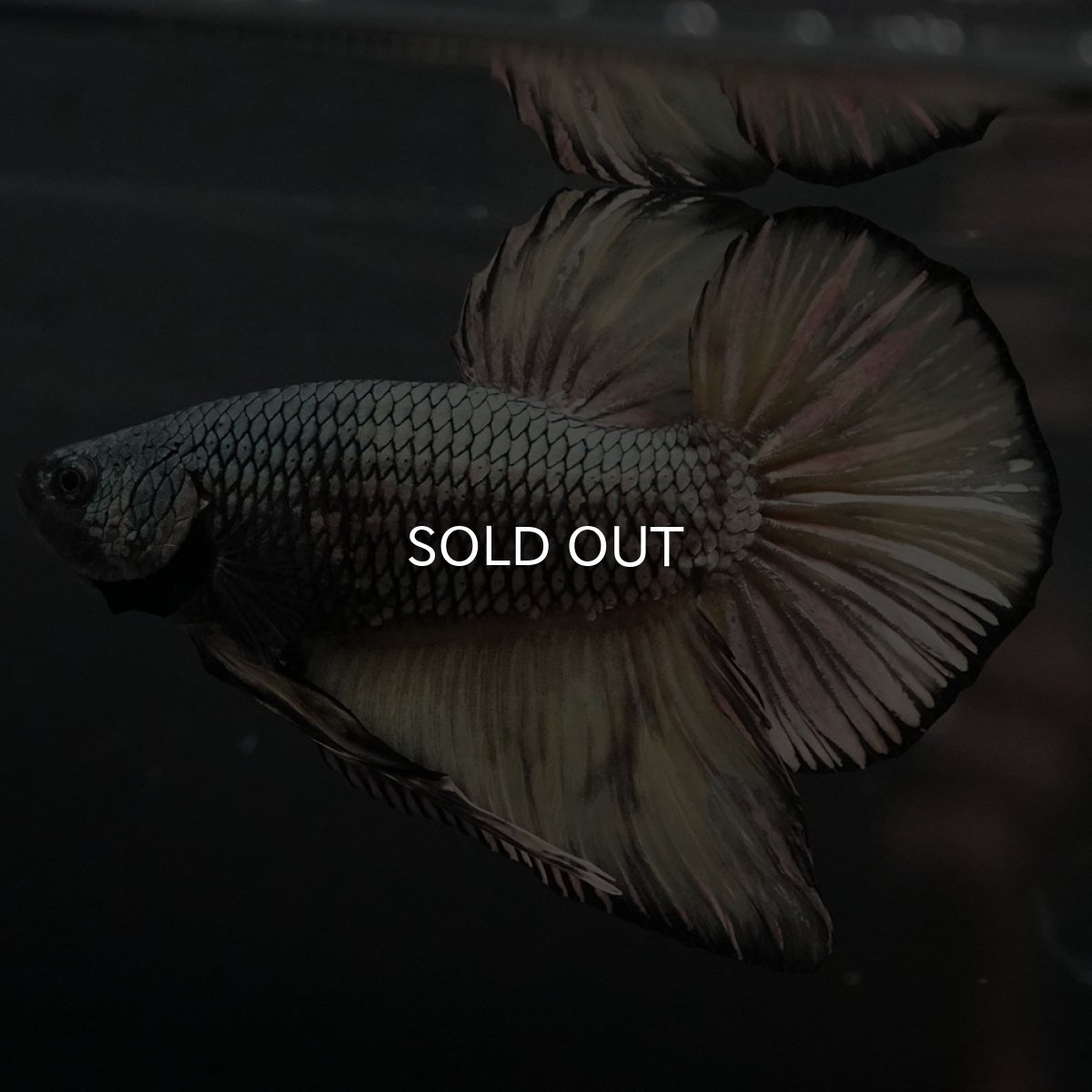 画像6: GHMPK イエローカッパー (6)