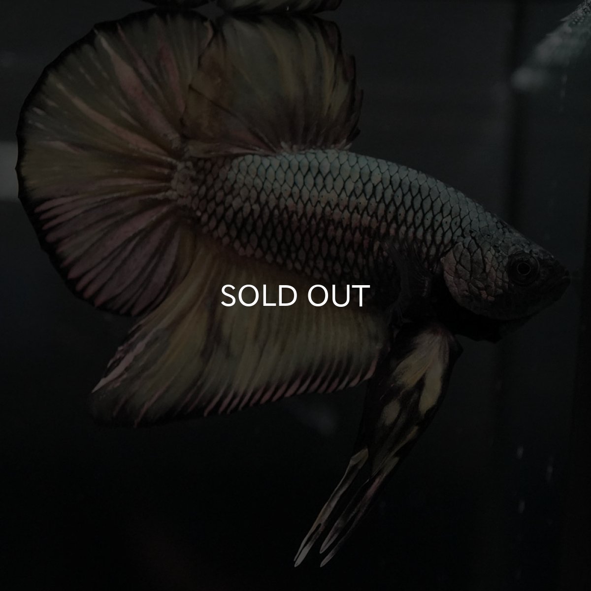 画像3: GHMPK イエローカッパー (3)