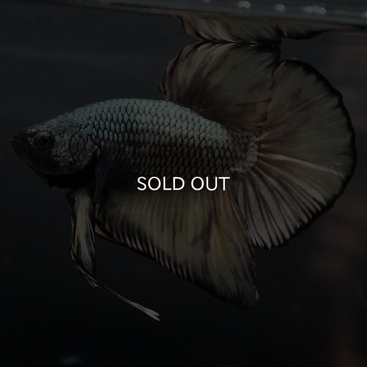 画像4: GHMPK イエローカッパー (4)