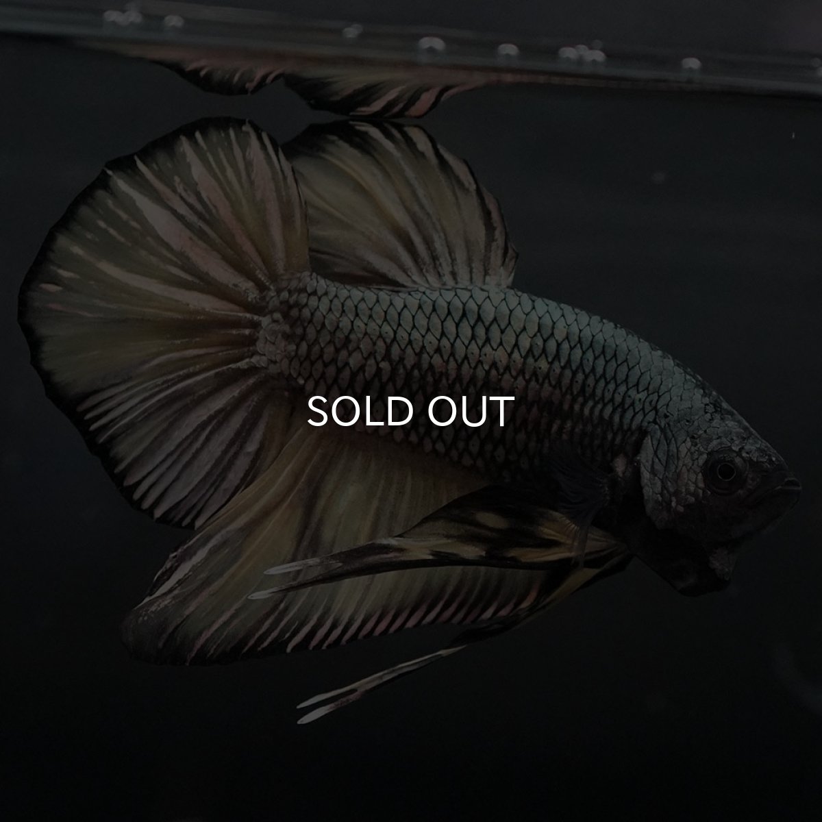 画像5: GHMPK イエローカッパー (5)