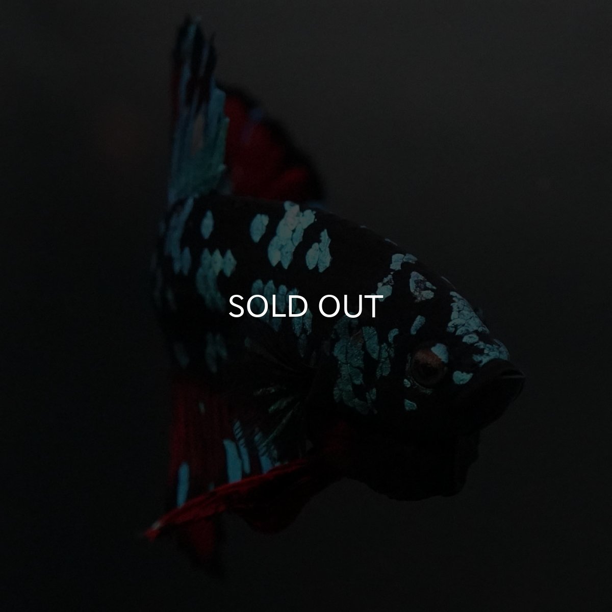 画像7: GHMPK　ブラックスター (7)