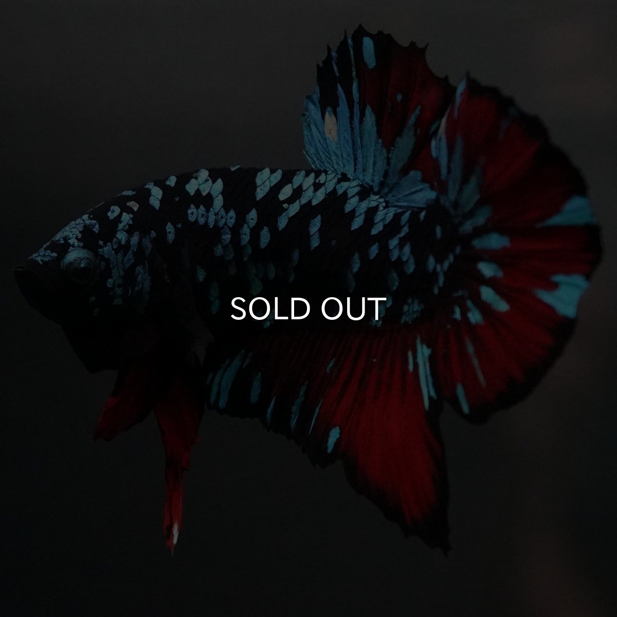 画像4: GHMPK　ブラックスター (4)