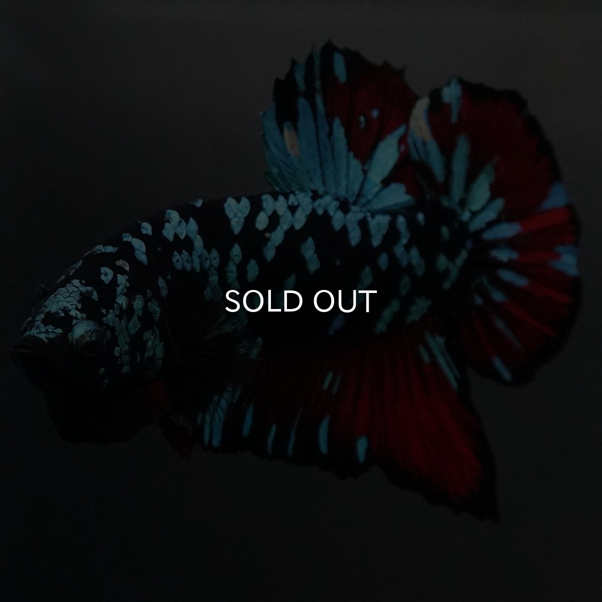 画像9: GHMPK　ブラックスター (9)