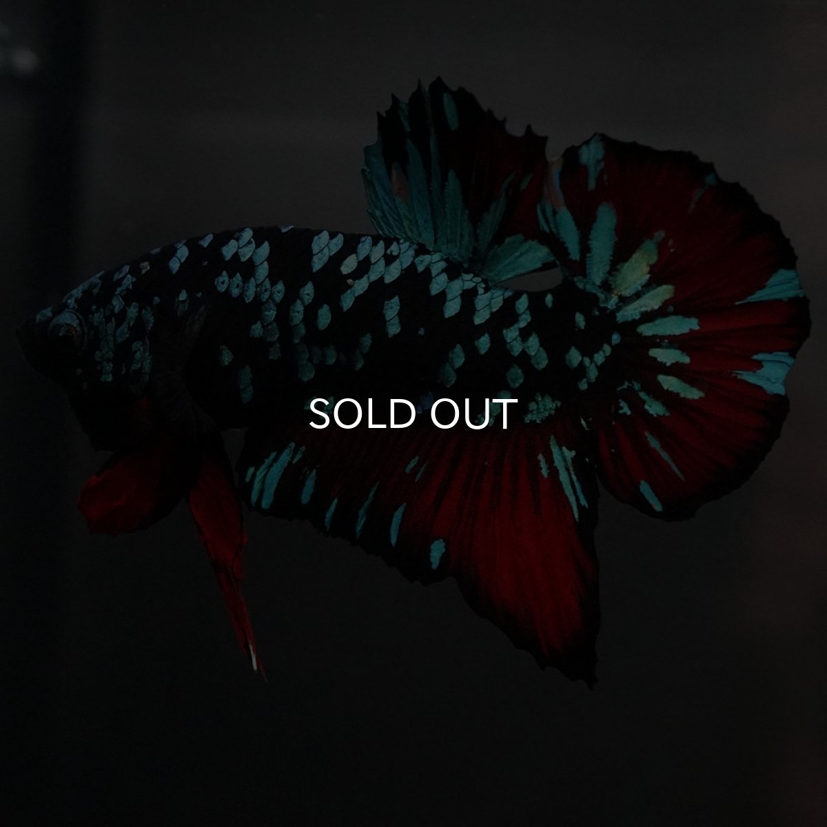 画像8: GHMPK　ブラックスター (8)