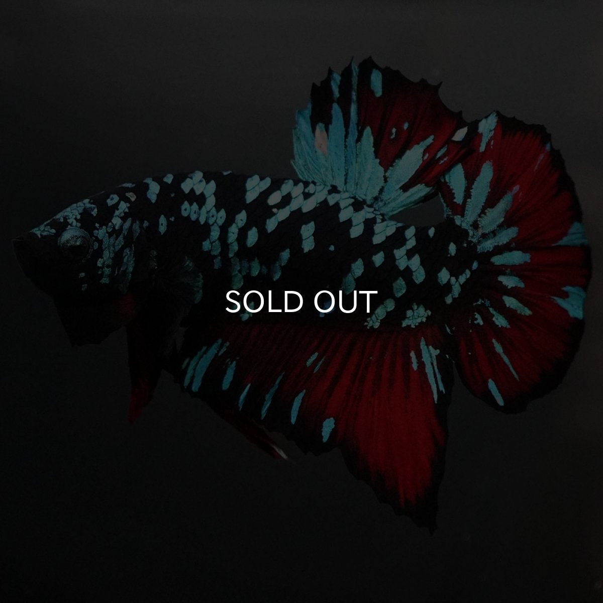 画像2: GHMPK　ブラックスター (2)