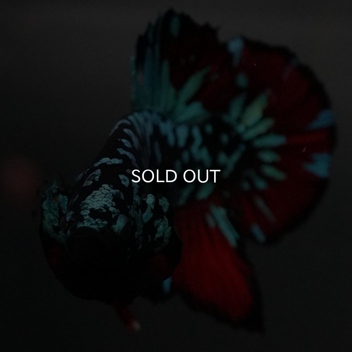 画像5: GHMPK　ブラックスター (5)