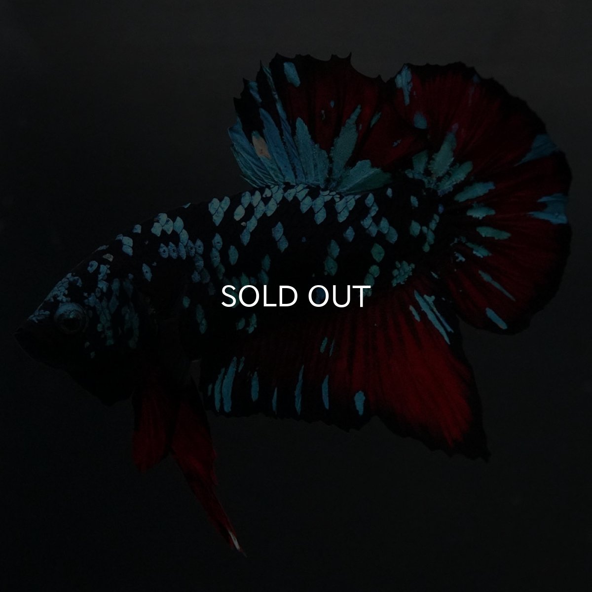 画像6: GHMPK　ブラックスター (6)